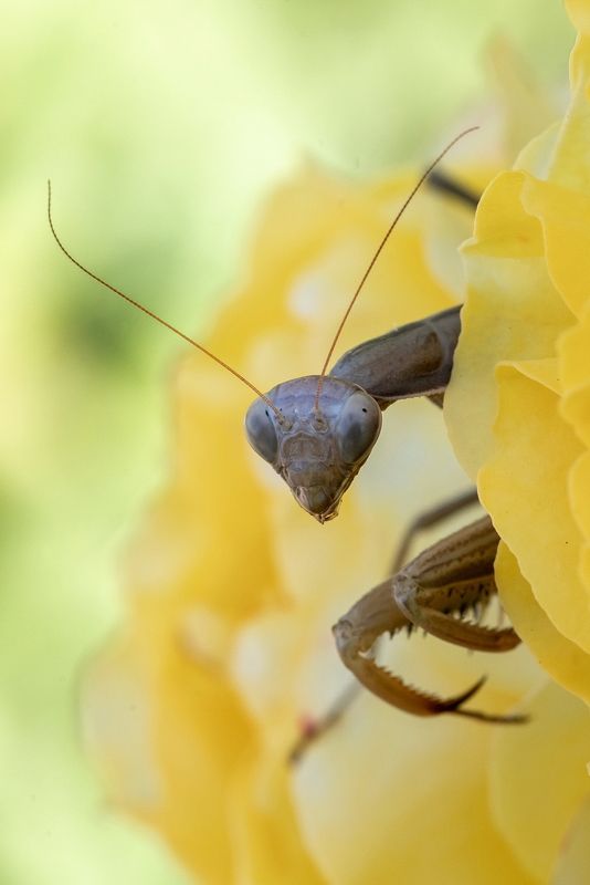 богомол, насекомые, хищник, макро, insect, mantis, macro ЧУЖОЙphoto preview