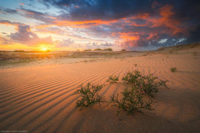 куршская коса, природа, пейзаж, вечер, закат, дюны, landscape, nature, sunset В дюнахphoto preview