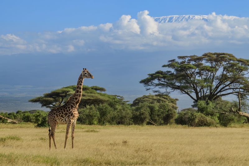 Килиманджароphoto preview