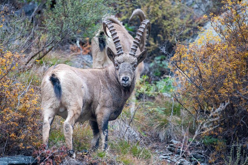 сибирский горный козел, козерог, красноярский край Козерог в осеннемphoto preview