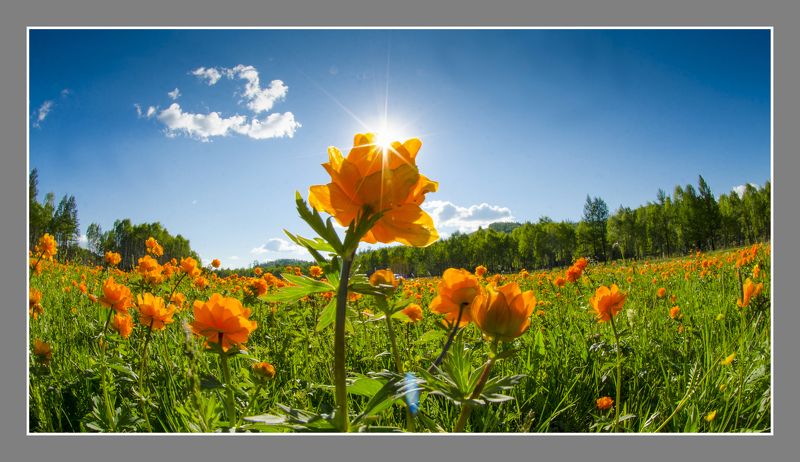 степь весна небо цветы  Жарки - цветы солнцаphoto preview