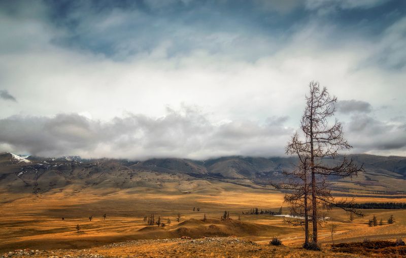 горный алтай,май,курайский хребет,лиственницы Весна в Курайской степи...photo preview