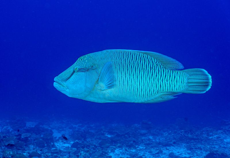 Горбоголовый губанphoto preview