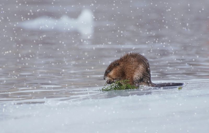ондатра, животные, лед, трава, сибирь, енисей, Завтрак ондатрыphoto preview