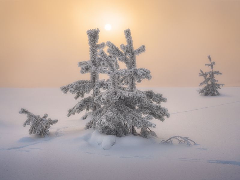 Все живое тянется к светуphoto preview