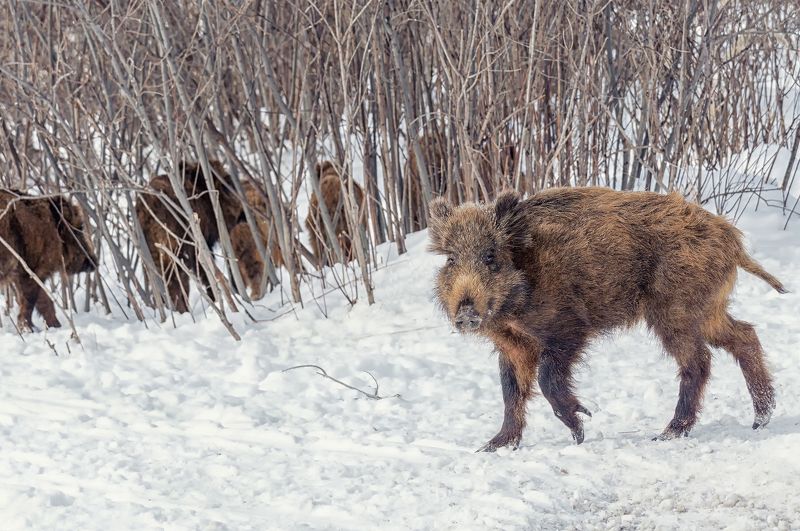 В модных сапожках..photo preview