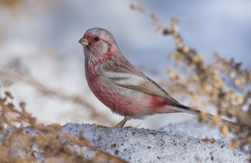 урагус,самец,длиннохвостый снегирь,март Урагус в мартеphoto preview
