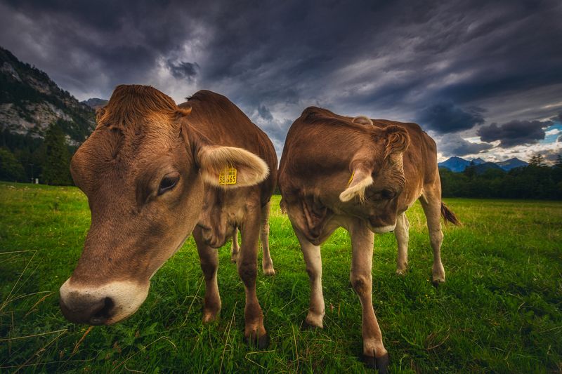 Алпийски крави photo preview