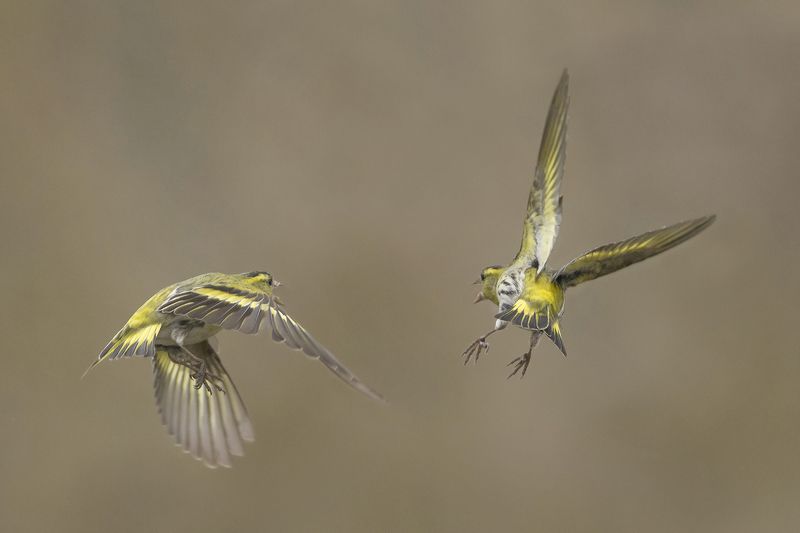 Желтый танец в небеphoto preview