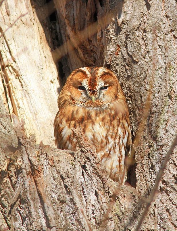 Рыжаяphoto preview