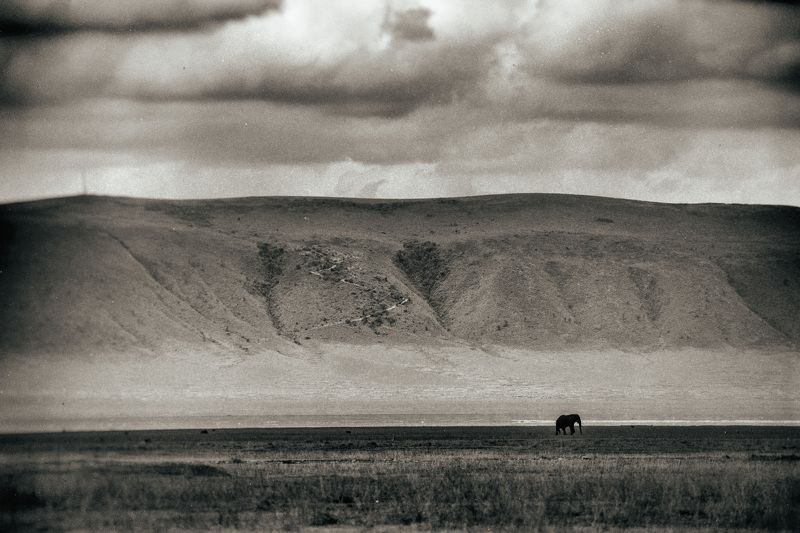 животные, слоны, танзания, нгоро-нгоро, одиночество, animals, animalphoto, animalist Одиночествоphoto preview