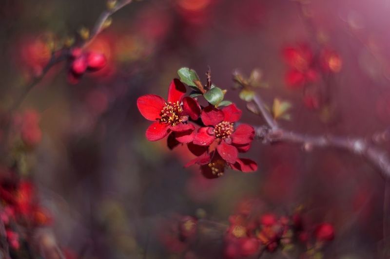 red,light.spring,dark,bokeh,exterior,flower,tree,plant, Red фото превью