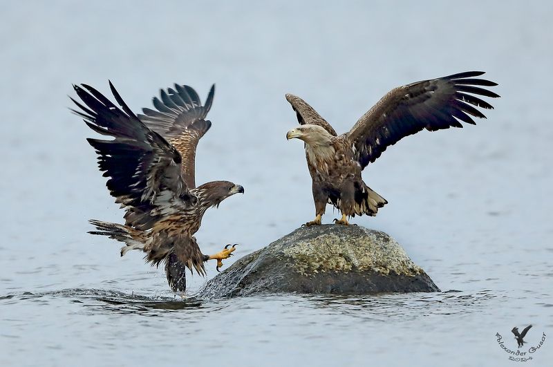 орлан белохвост. Балтийцы.photo preview