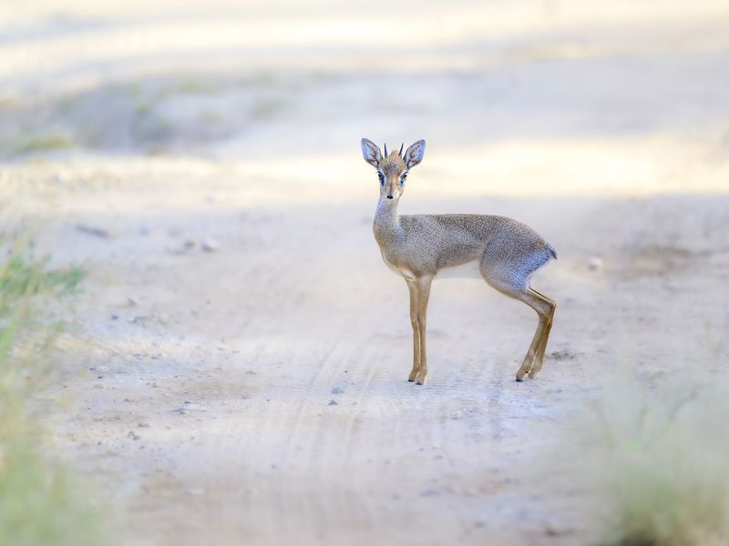 Antelope Dik Dikphoto preview