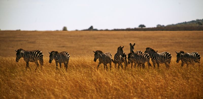 Зебра Кения Диалог фото превью