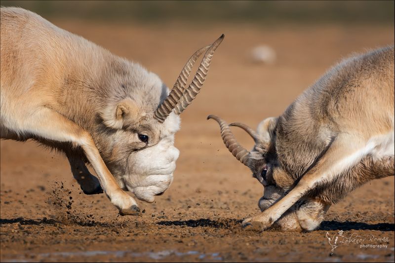 Битваphoto preview