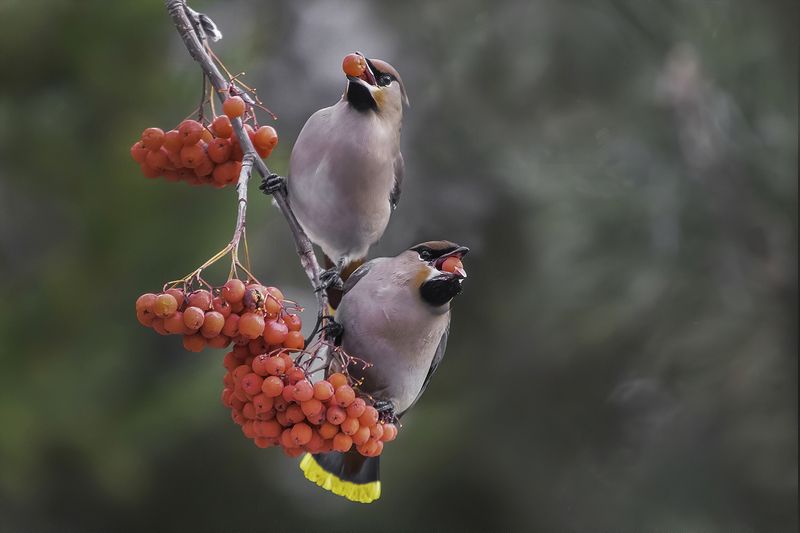 птица, свиристели, ягоды, лес Подружкиphoto preview