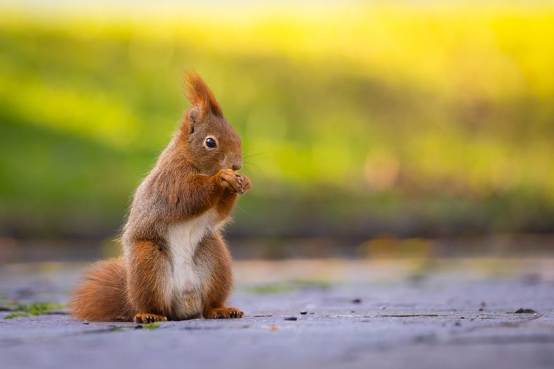 Squirrelphoto preview