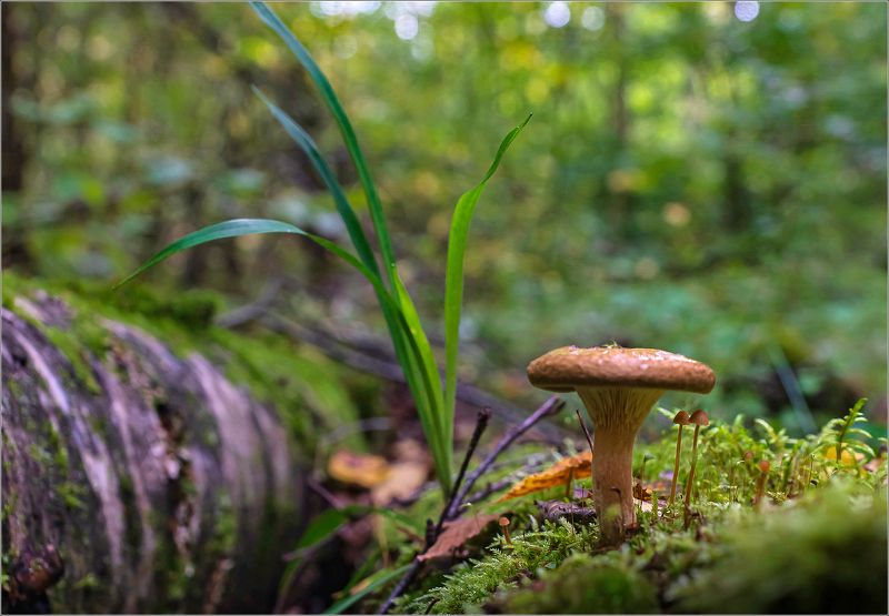 макро,природа Про грибыphoto preview