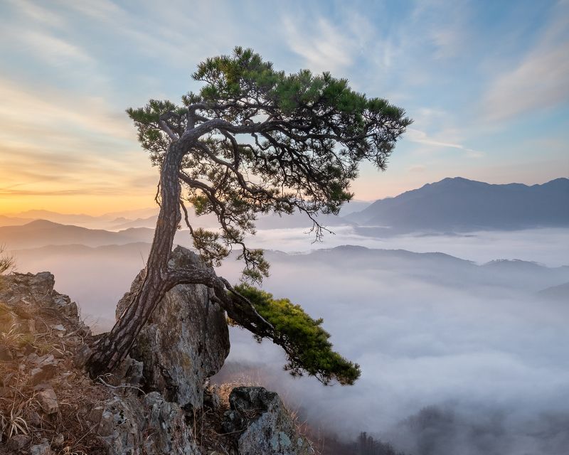 Sungbulsan Pinephoto preview