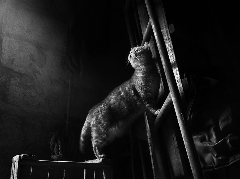 кот,  чёрно-белое, настроение, деревня Из жизни деревенской кошкиphoto preview