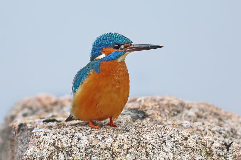 зимородок Мартовский семицветик.photo preview