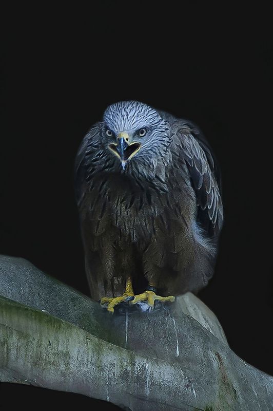 Milan noir , grande volière Vincennes.photo preview