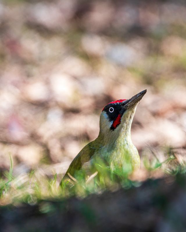 зеленый дятел Выглядывая фото превью