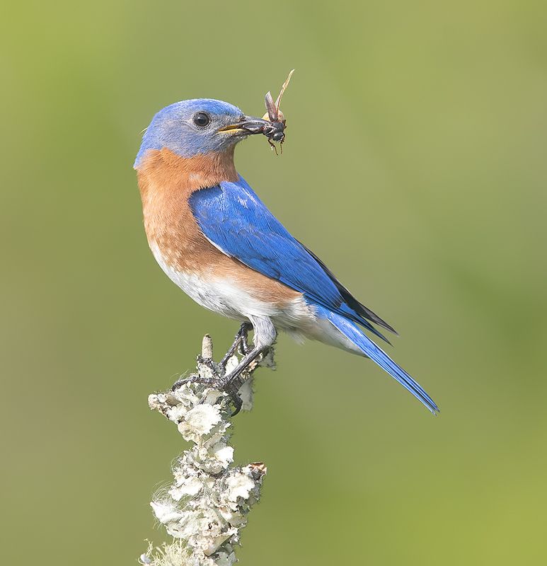 восточная сиалия, eastern bluebird, bluebird Eastern Bluebird, male -Восточная сиалия, самецphoto preview