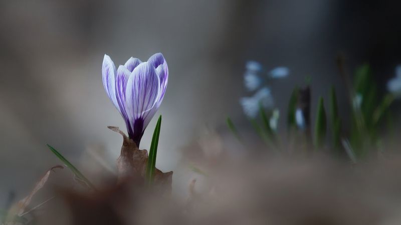 Крокусphoto preview