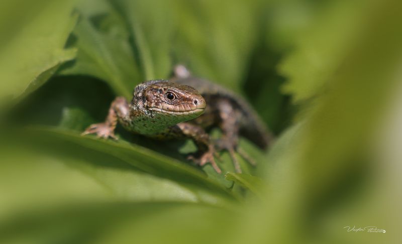 ящерица, животные, лето, пресмыкающиеся, Калининградская область, фотография, позитив, lizard, animals, summer, reptiles, Kaliningrad region, photography, positive Ящерица.photo preview