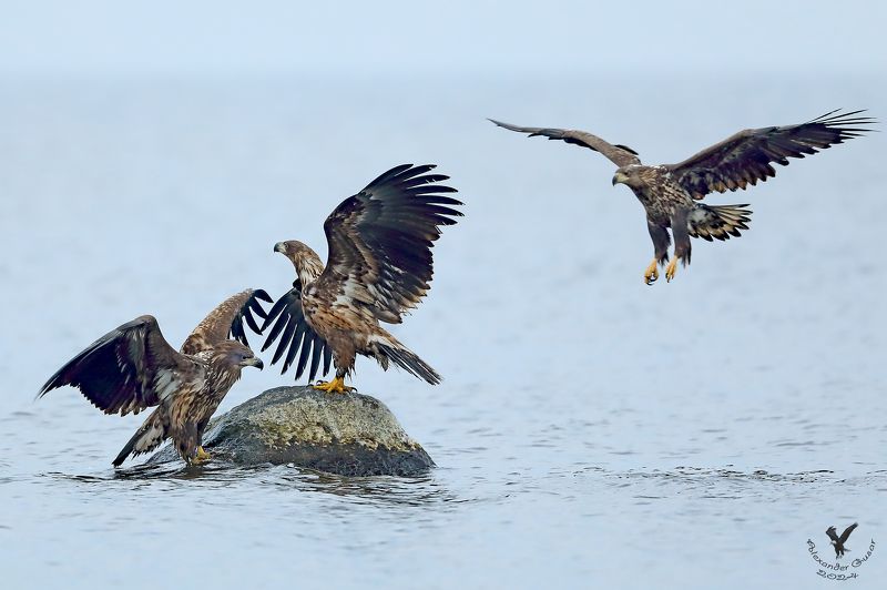 Третьим буду.photo preview