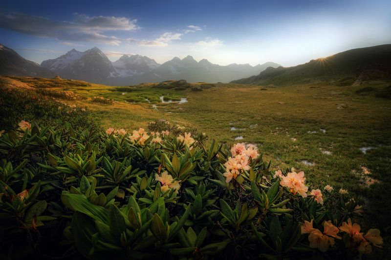 горы Кавказ Карачаево-Черкесия Архыз закат рододендроны В горах Кавказаphoto preview