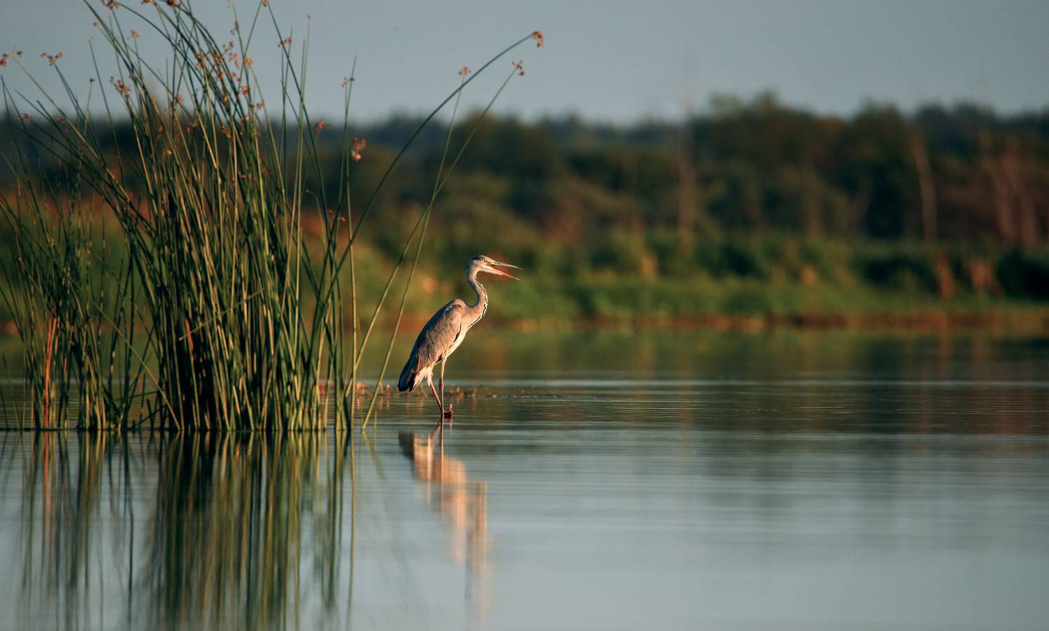 , Алексей Лобанов