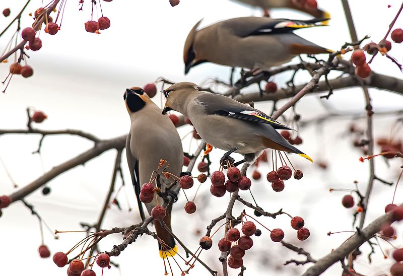 птицы, свиристели, весна, парк Спорщикиphoto preview