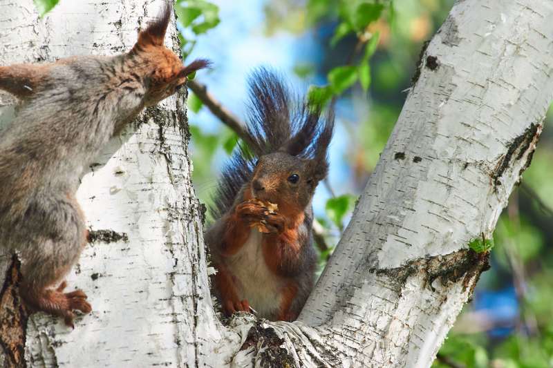 Sciurus vulgaris, volgograd, russia, wildlife,  Sciurus vulgarisphoto preview