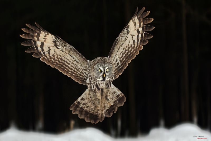 Бородатая неясыть фото превью