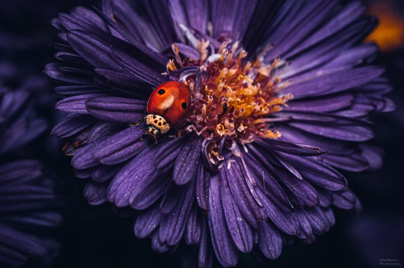 макро, природа, насекомые, божья коровка, цветы, осень, хризантема, macro, nature, insects, ladybug, flowers, autumn, chrysanthemum, Ladybugphoto preview