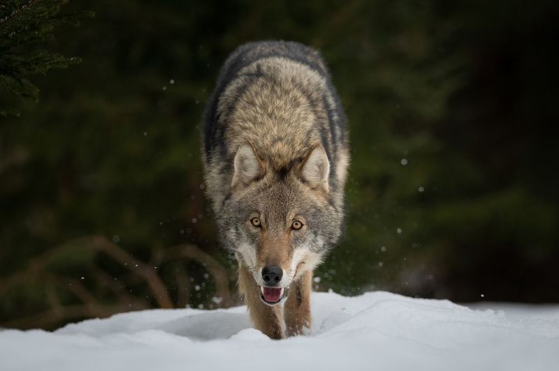 волк, хищник, зверь, лес, зима, дикий А сейчас я тебя съемphoto preview