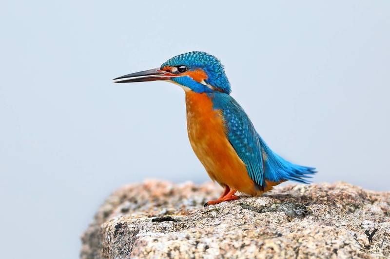 зимородок Равнение на середину.photo preview