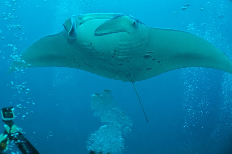 фотографируем большую  мантуphoto preview