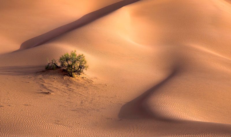 Кустик фото превью