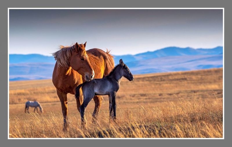 степь лошади жеребенок  Дитя степей photo preview