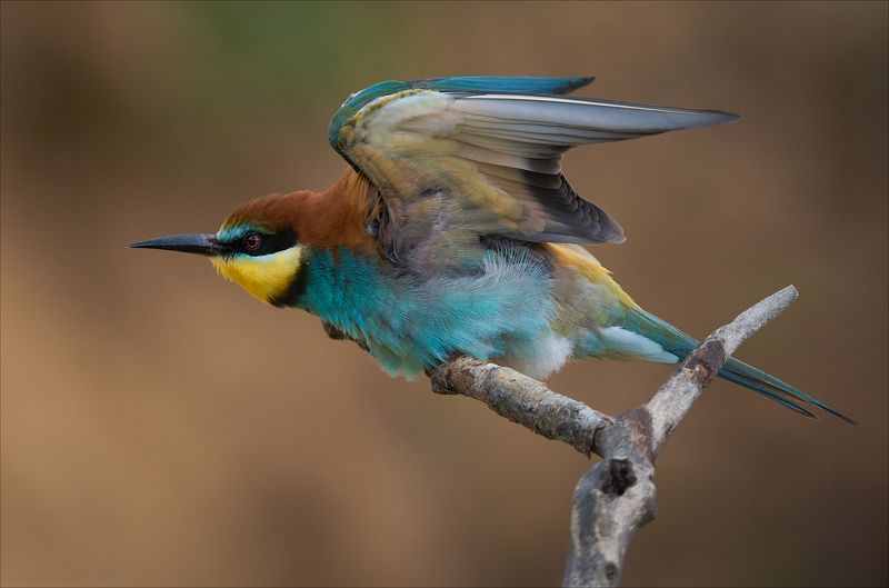 Вижу цель!photo preview