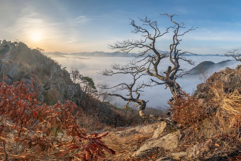 Dead treephoto preview