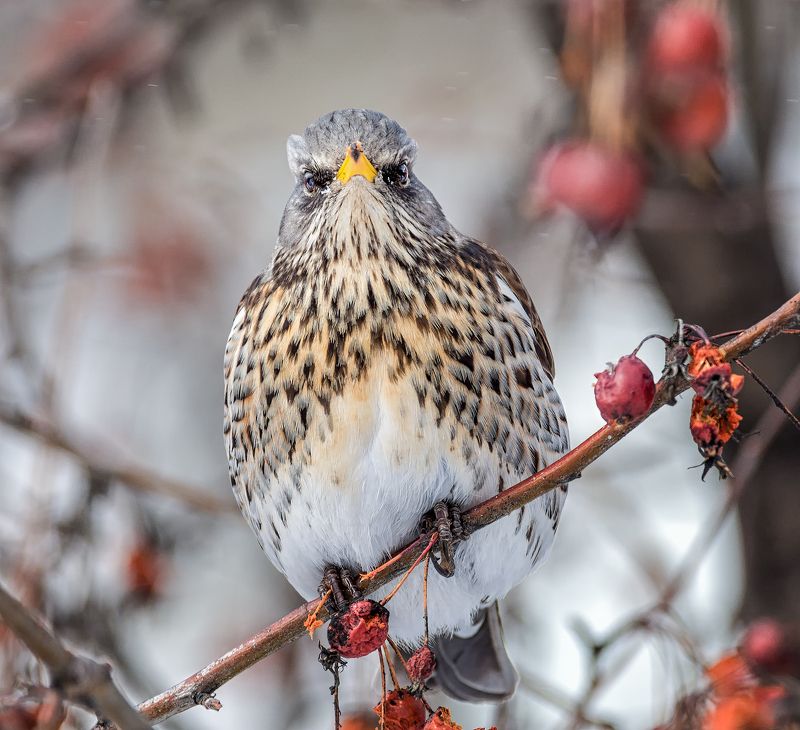 птица, дрозд рябинник, весна, Фото на паспорт! фото превью