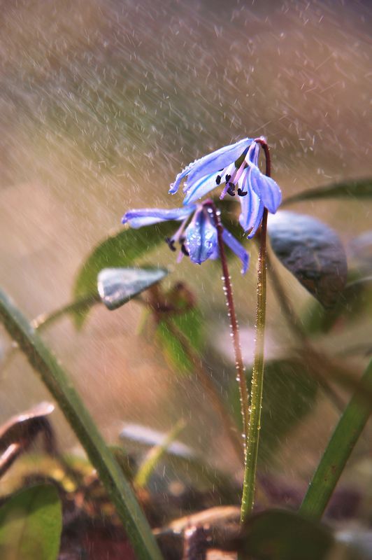 Звенят весенние дождиphoto preview