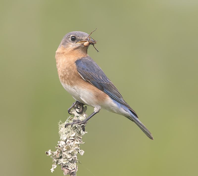 восточная сиалия, eastern bluebird,bluebird Eastern Bluebird, female -Восточная сиалия. самкаphoto preview
