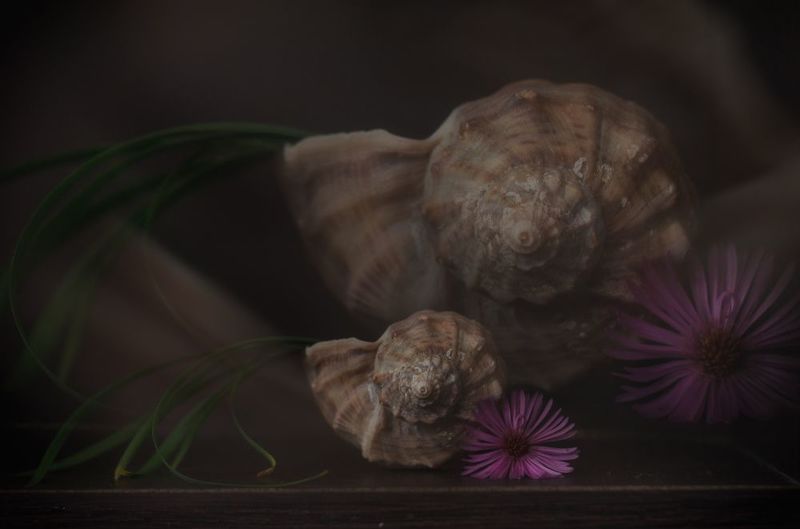 Улитки фото превью