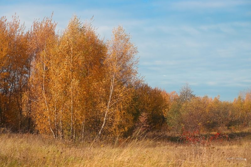 природа, пейзаж, осень, лес, Мамоново, Россия, небо, сезон, берёзы, фотография, Свирин Вадим, 2022, nature, landscape, autumn, forest, Mamonovo, Russia, sky, season, birch trees, photography, Vadim Svirin Осень.photo preview